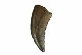Theropod (Raptor) Tooth - Judith River Formation #185210-1